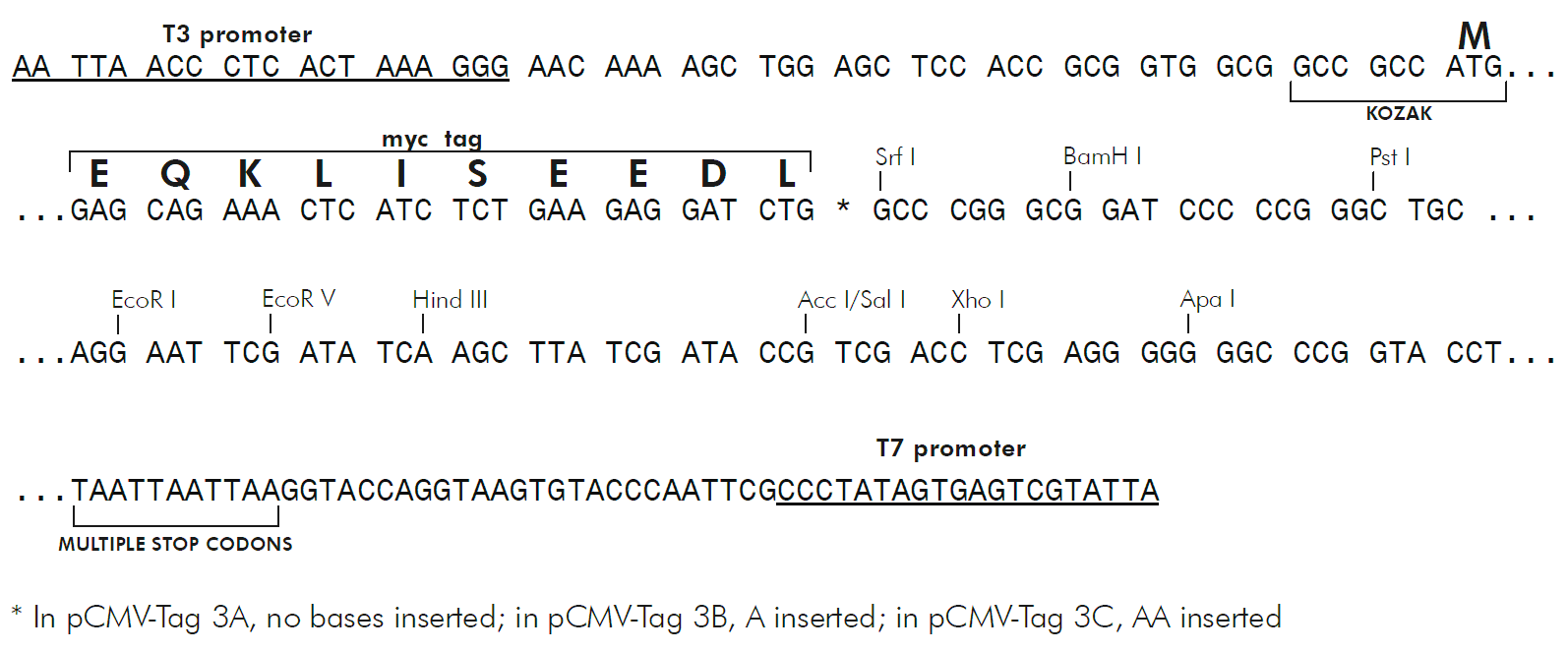 pCMV-Tag 3B 多克隆位点 点击看大图 pCMV-Tag 3B 多克隆位点